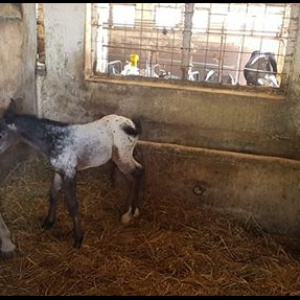 67356128_726273914495005_8764448940121653248_n