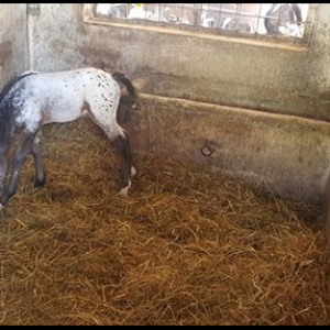 68239922_388282318488801_6381807216961257472_n