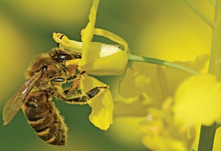 Rolniku nie truj pszczół!