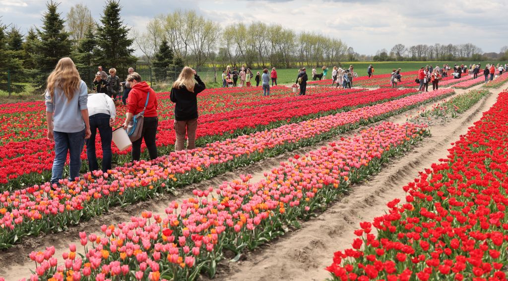 To nie Holandia - to Cedry Wielkie