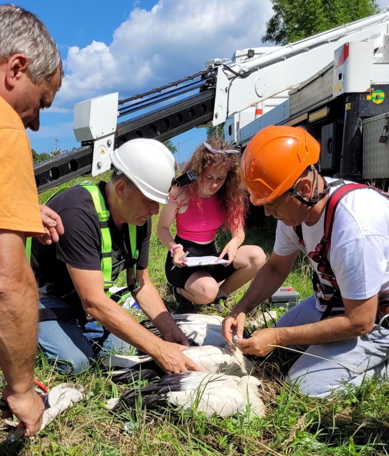 Trudny rok dla bocianów