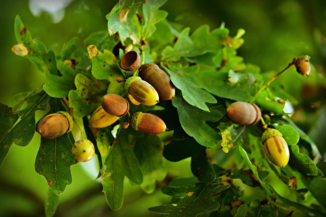 Dbamy o nasze pomniki przyrody