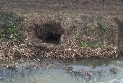 Żuławskie kanały do naprawy